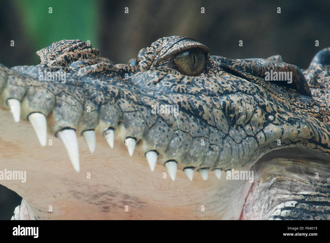 El cocodrilo de agua salada, Crocodylus porosus, (C), peregrinos, bostezar, mostrando los ojos, boca y dientes, Asia. Foto de stock
