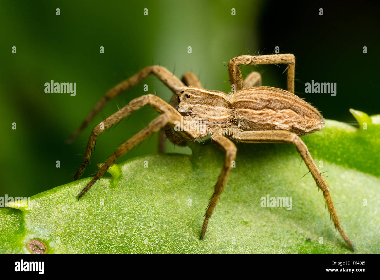 Vista lateral de una hembra de la araña de tela de vivero, Pisaura mirabilis, en un jardín de Plymouth Foto de stock