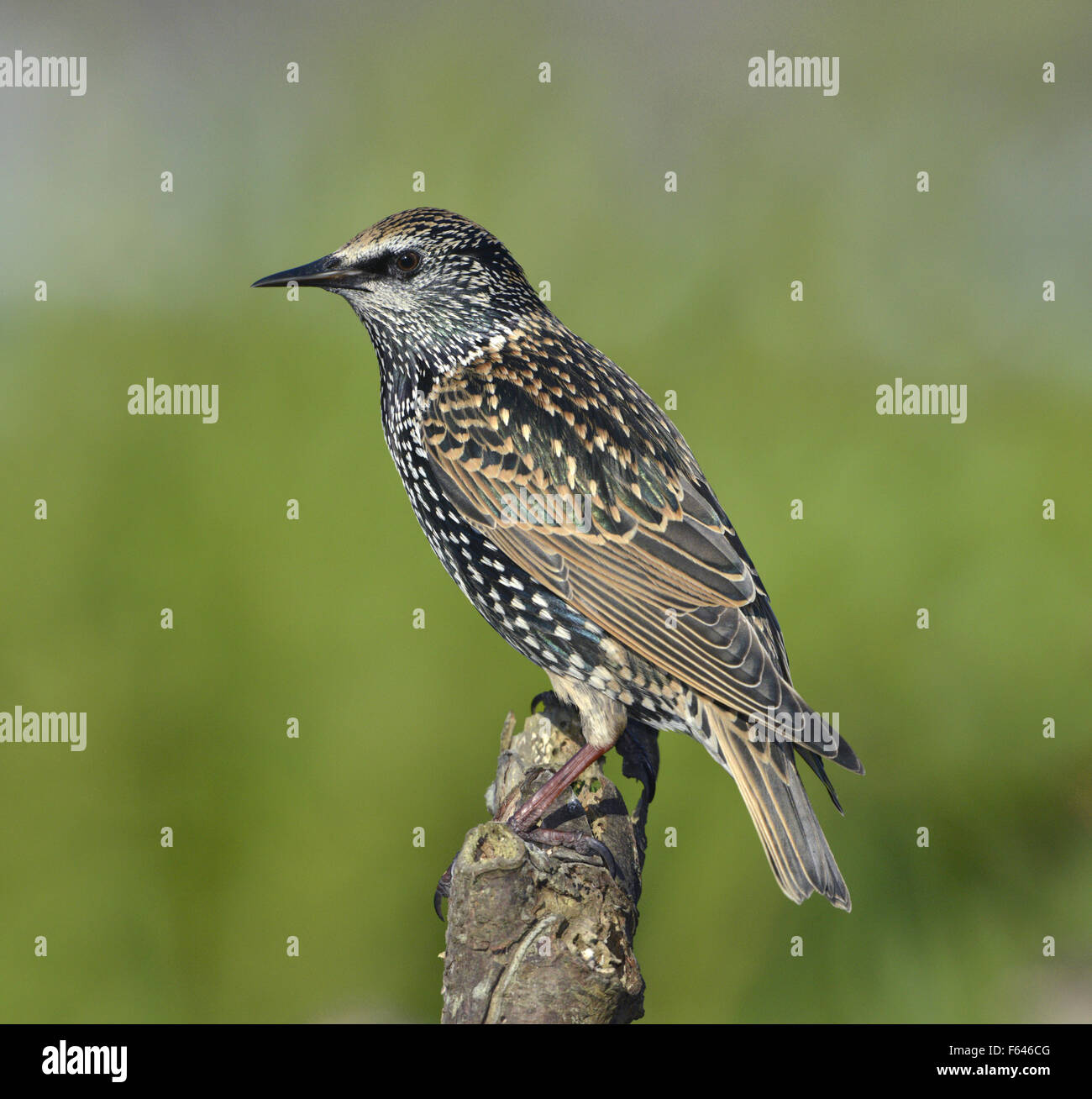 Starling - Sturnus vulgaris. Foto de stock
