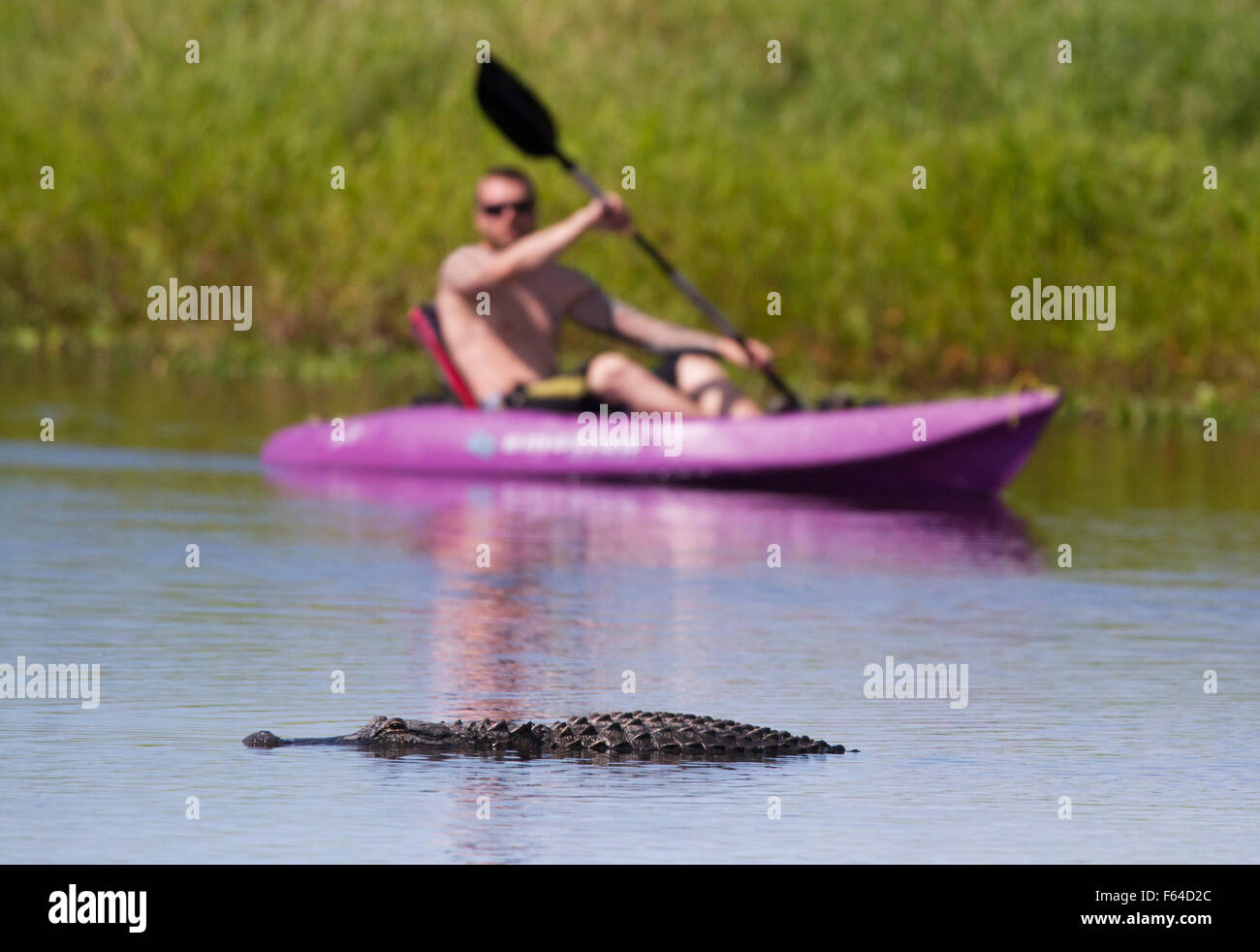Cocodrilo Americano (Alligator mississippiensis) y kayakista, Myakka River State Park, Florida, REINO UNIDO Foto de stock