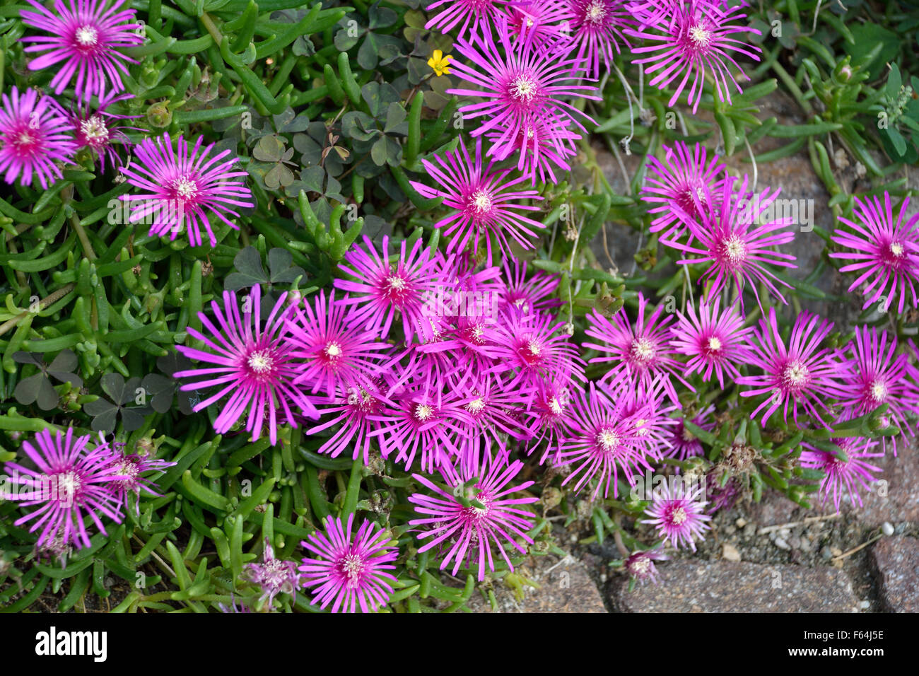 Flores del Delosperma cooperi en los Alpes, cerca de Bolzano, en Tirol del Sur - Italia. Foto de stock