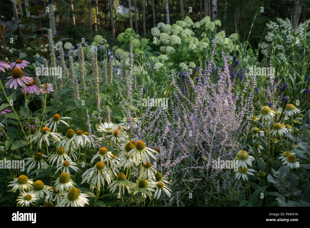 Borde de verano plantadas con blancos y morados perennes. Foto de stock