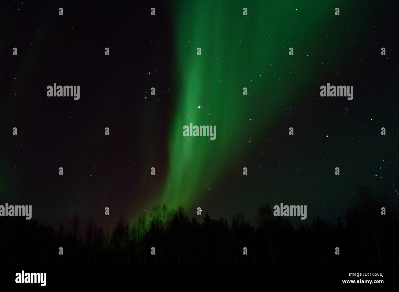 Majestuosa aurora borealis, Northern light, más bosque de invierno en una noche llena de estrellas en el círculo polar ártico, el norte de Noruega. Foto de stock