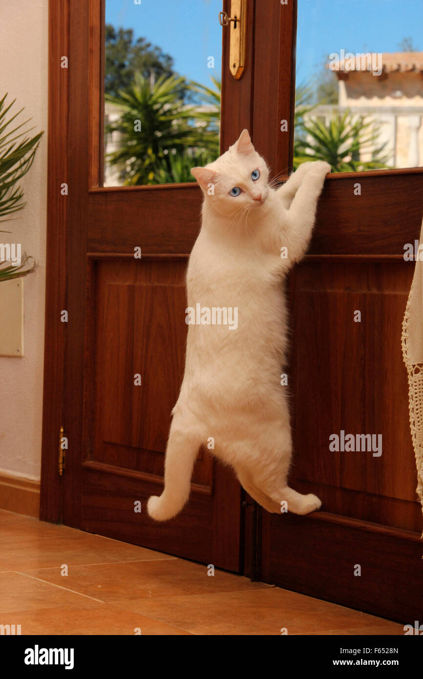 Blanco gato doméstico colgando de una puerta, tratando de salir. España