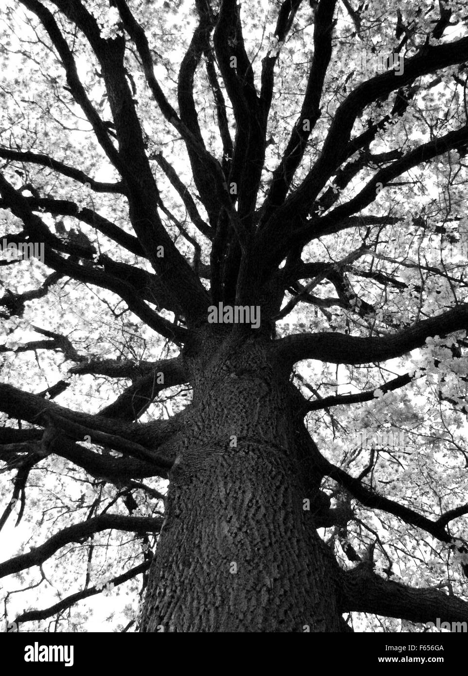 árbol blanco y negro fotografías e imágenes de alta resolución - Alamy