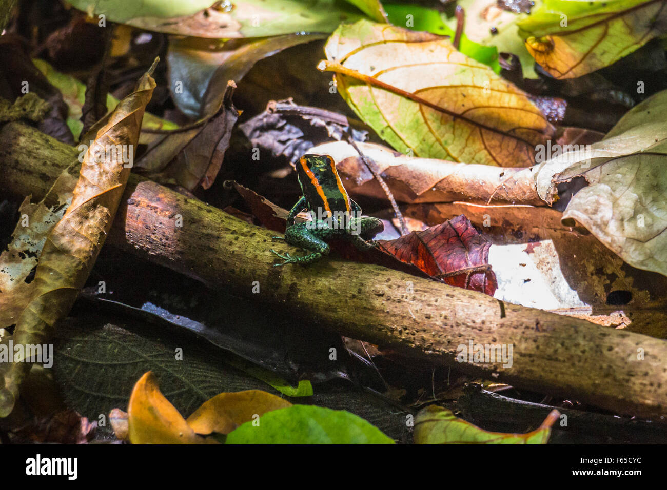 En Corcovado rana de rayas rojas Foto de stock