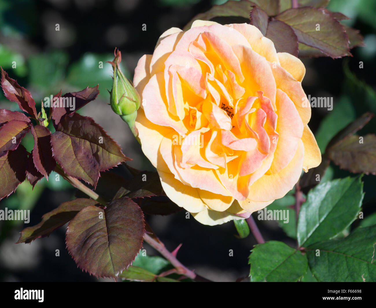 Bonita rosa en flor Foto de stock