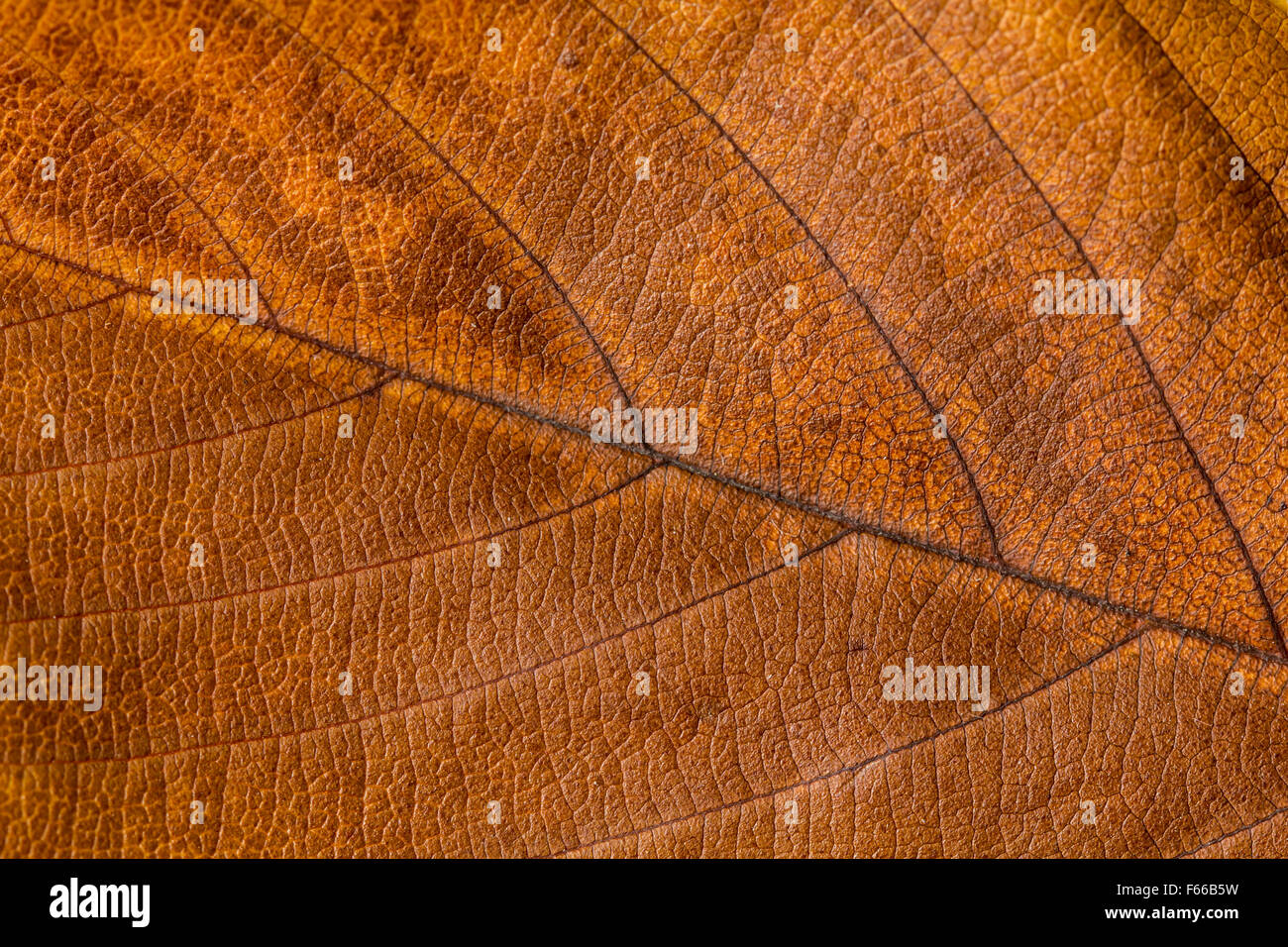 Muy bonito el fondo de color de las hojas en otoño. Foto de stock