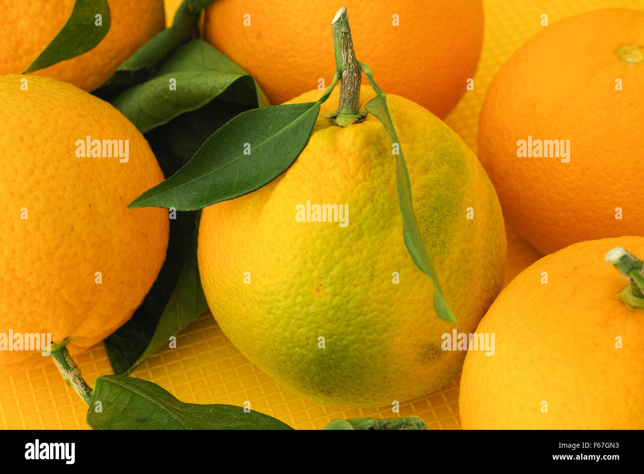 Frescos orgánicos cosechados naranjas. Cerca. Foto de stock