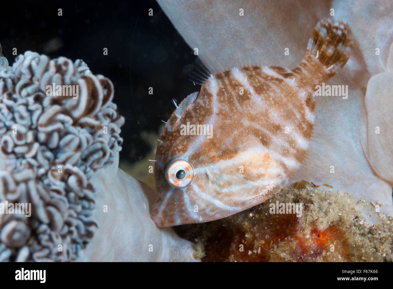 Acreichthys radiatus Filefish, radial, el Parque Nacional de Komodo (Indonesia) Foto de stock