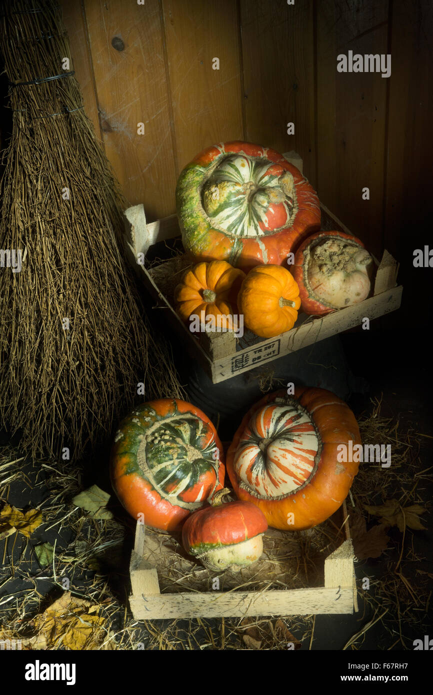 Una iluminación suave, todavía la vida de inusual calabazas ornamentales en cajas en un cobertizo Foto de stock