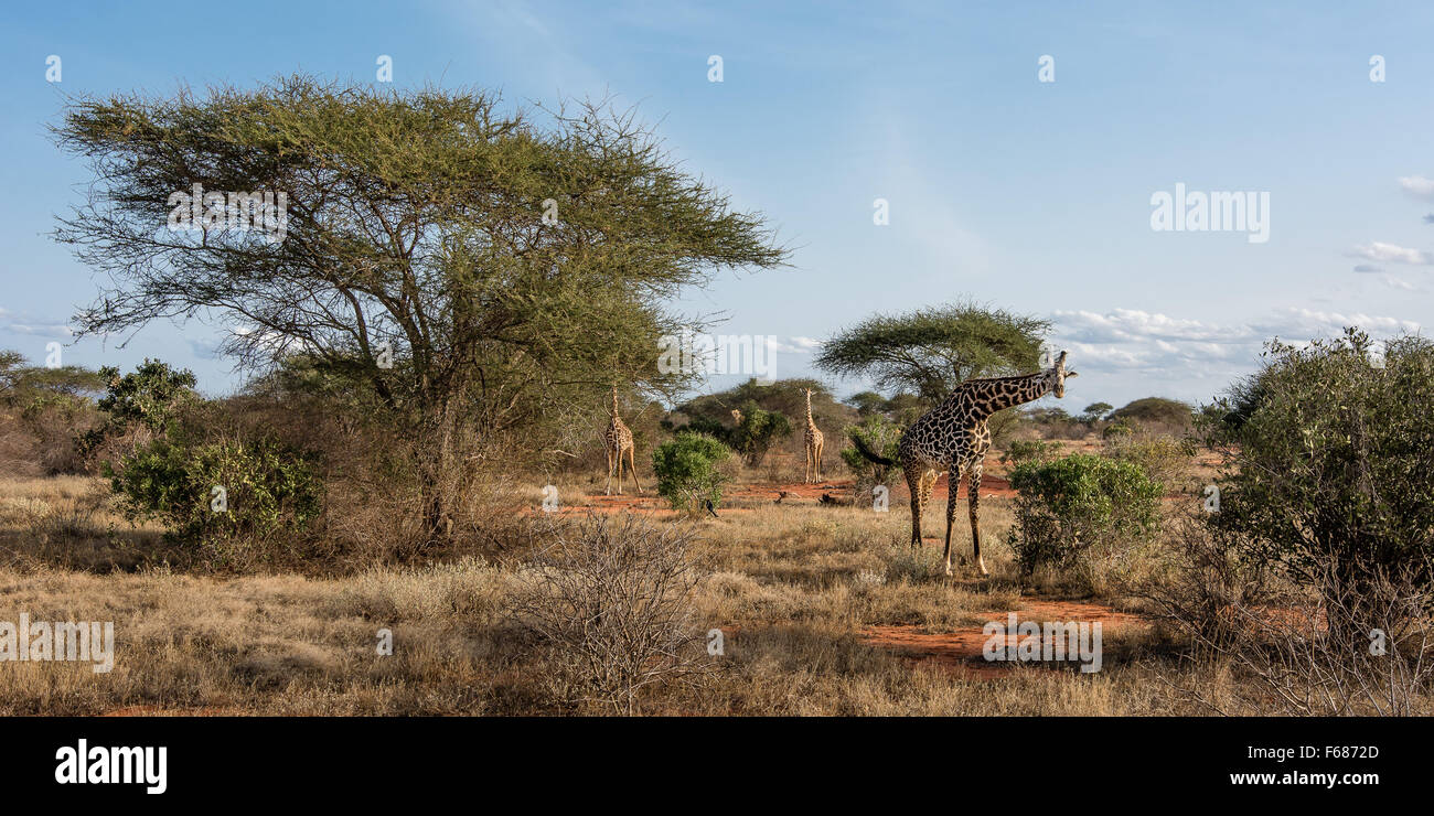 Tres jirafas son caminar en la estepa y mirando hacia el observador. Foto de stock