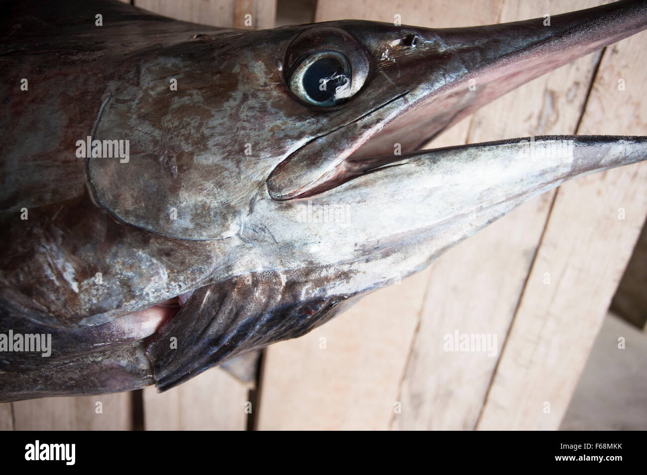 Cerca de la cabeza de pez vela o marlin Fotografía de stock - Alamy