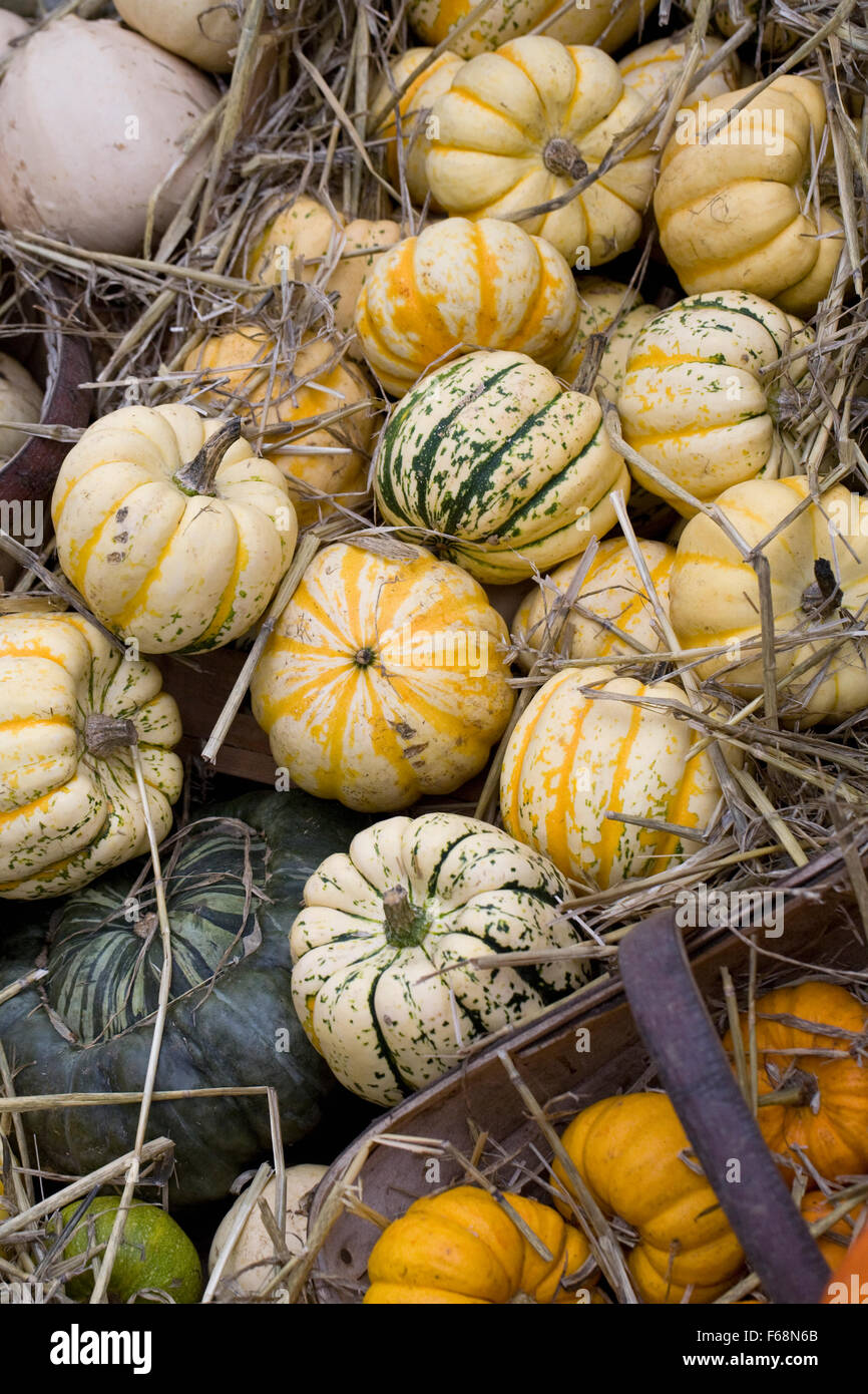 Cucurbita maxima. Zapallo Calabaza y pantalla de cosecha. Foto de stock