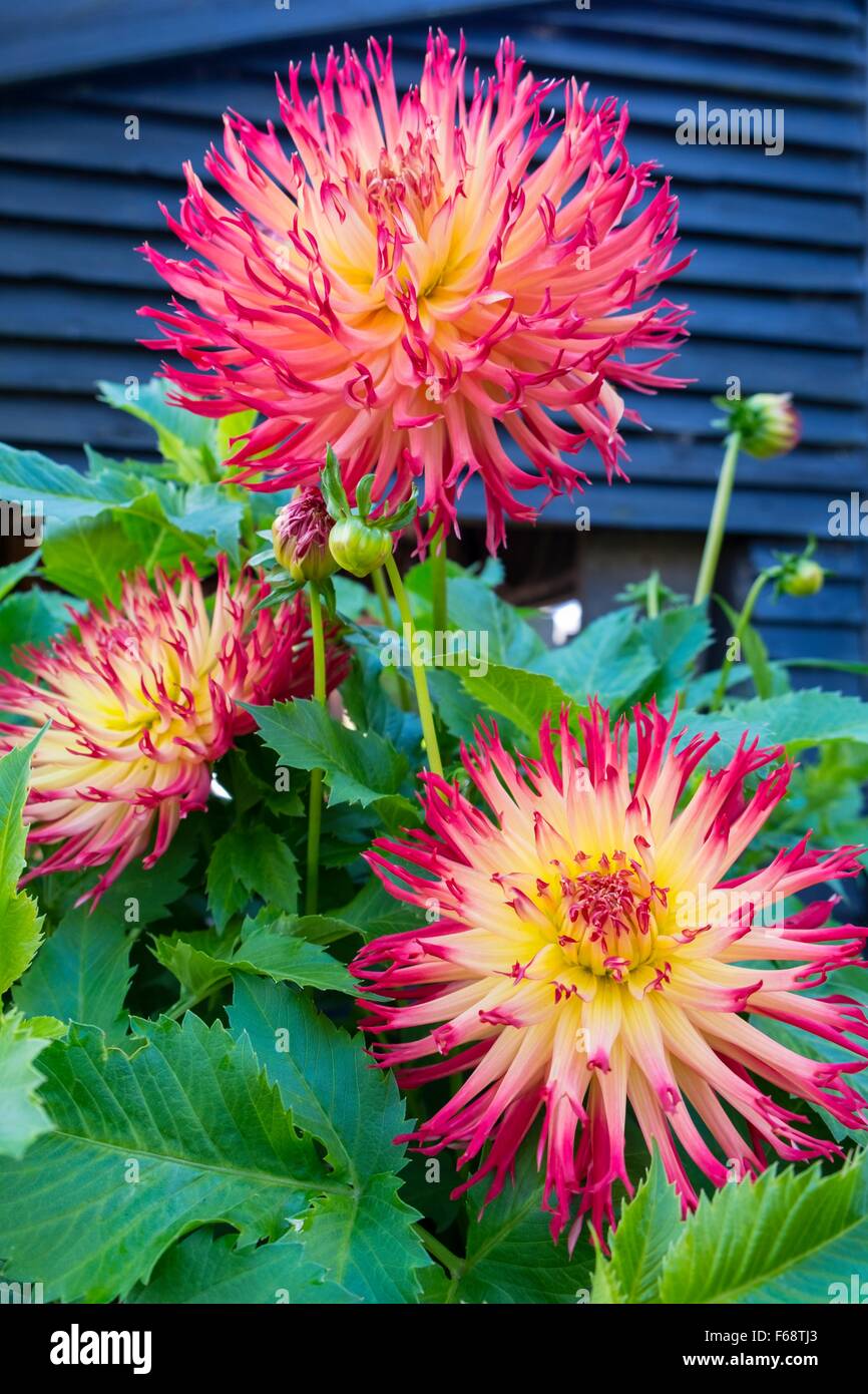 Mish mash fotografías e imágenes de alta resolución Alamy