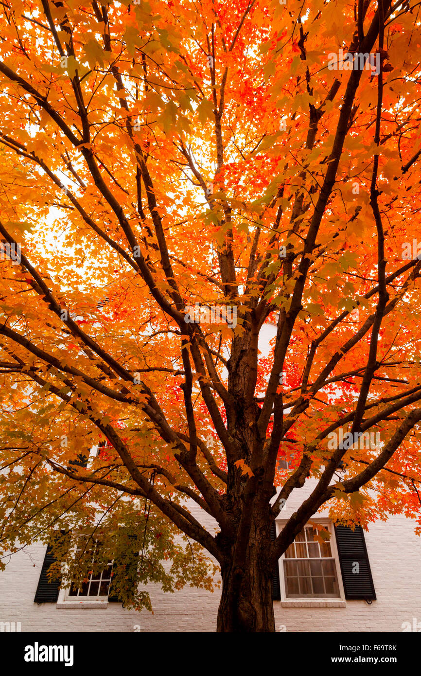 Árbol de arce en otoño contra una casa blanca, Stowe, Vermont, Nueva Inglaterra, EE.UU. Foto de stock