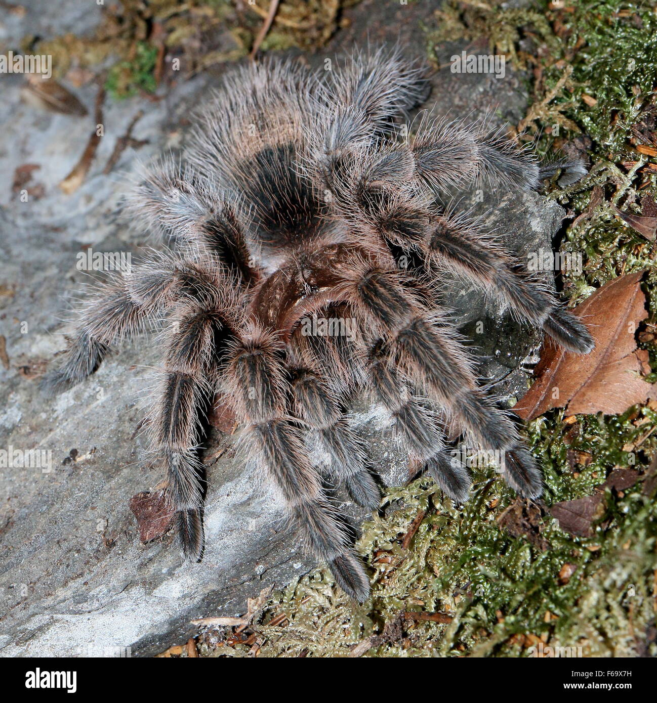 Arana Pollito Fotos E Imagenes De Stock Alamy Arana Pollito Fotos E Imagenes De Stock Alamy