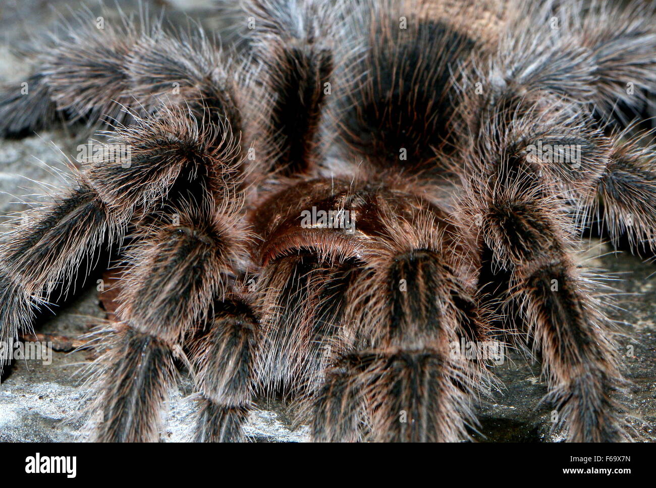Arana Pollito Fotos E Imagenes De Stock Alamy Arana Pollito Fotos E Imagenes De Stock Alamy