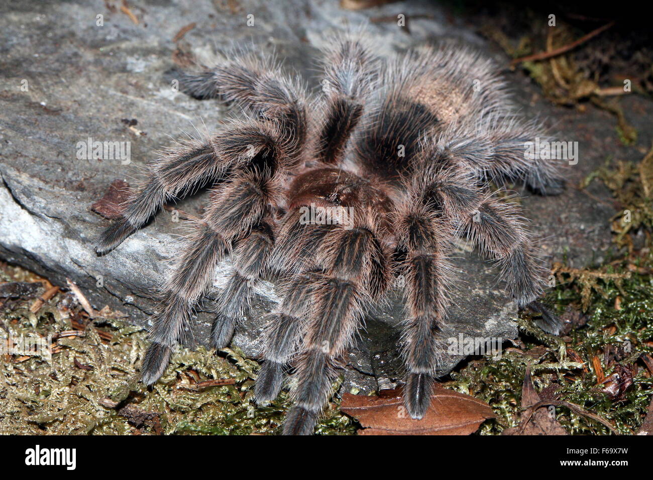 Arana Pollito Fotos E Imagenes De Stock Alamy Arana Pollito Fotos E Imagenes De Stock Alamy