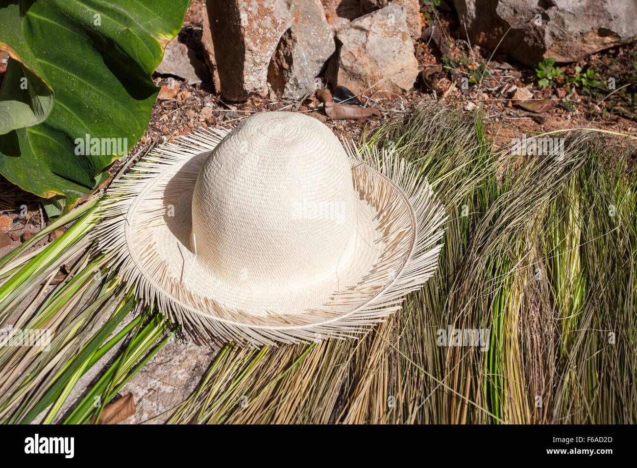 Sombrero de Panamá y las fibras utilizadas para hacerla en Becal, Campeche,  México Fotografía de stock - Alamy