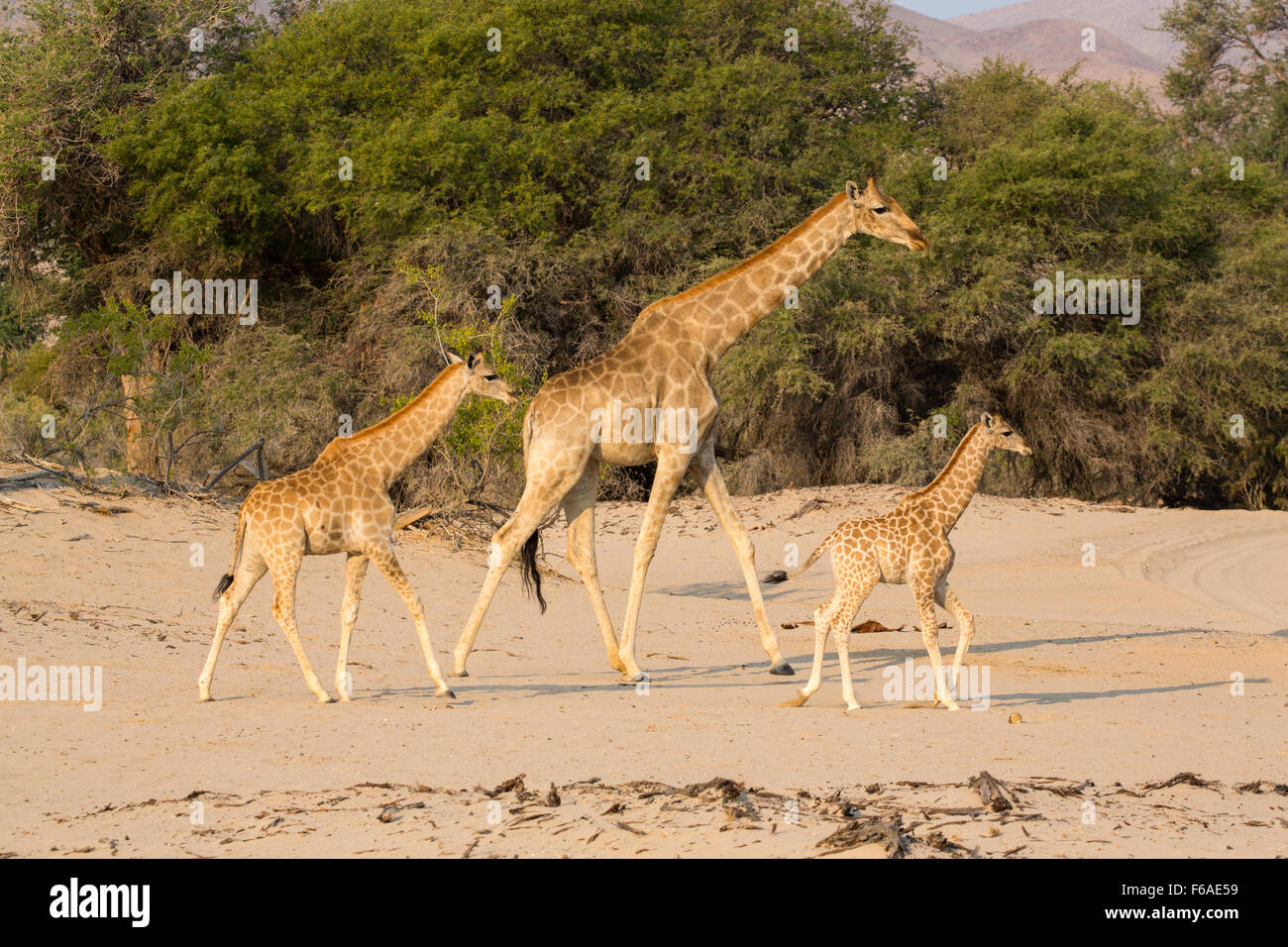 Jirafas en el Kaokoveld, Namibia, África Foto de stock