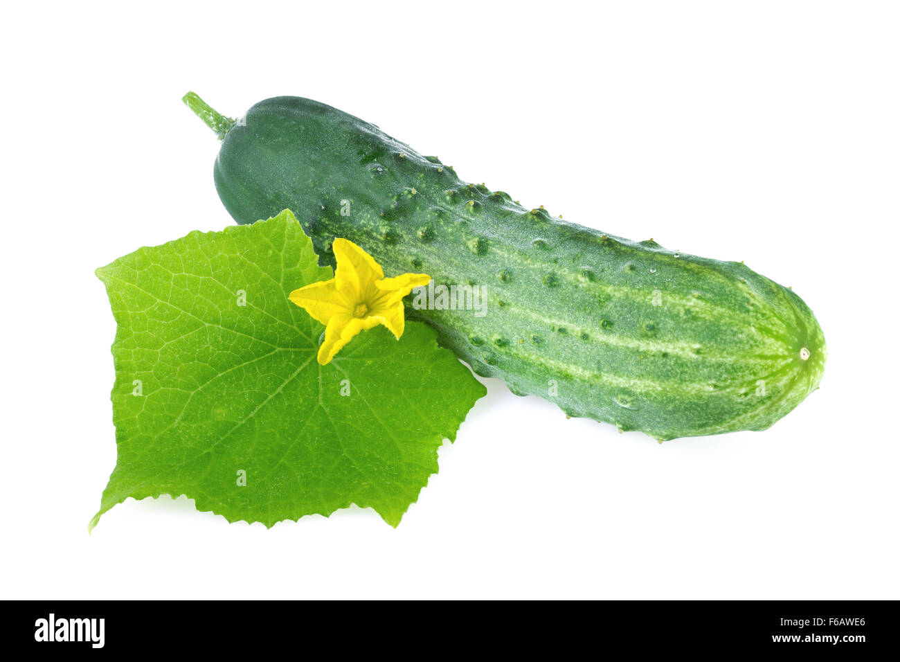 Pepino flor hoja orgánica Foto de stock