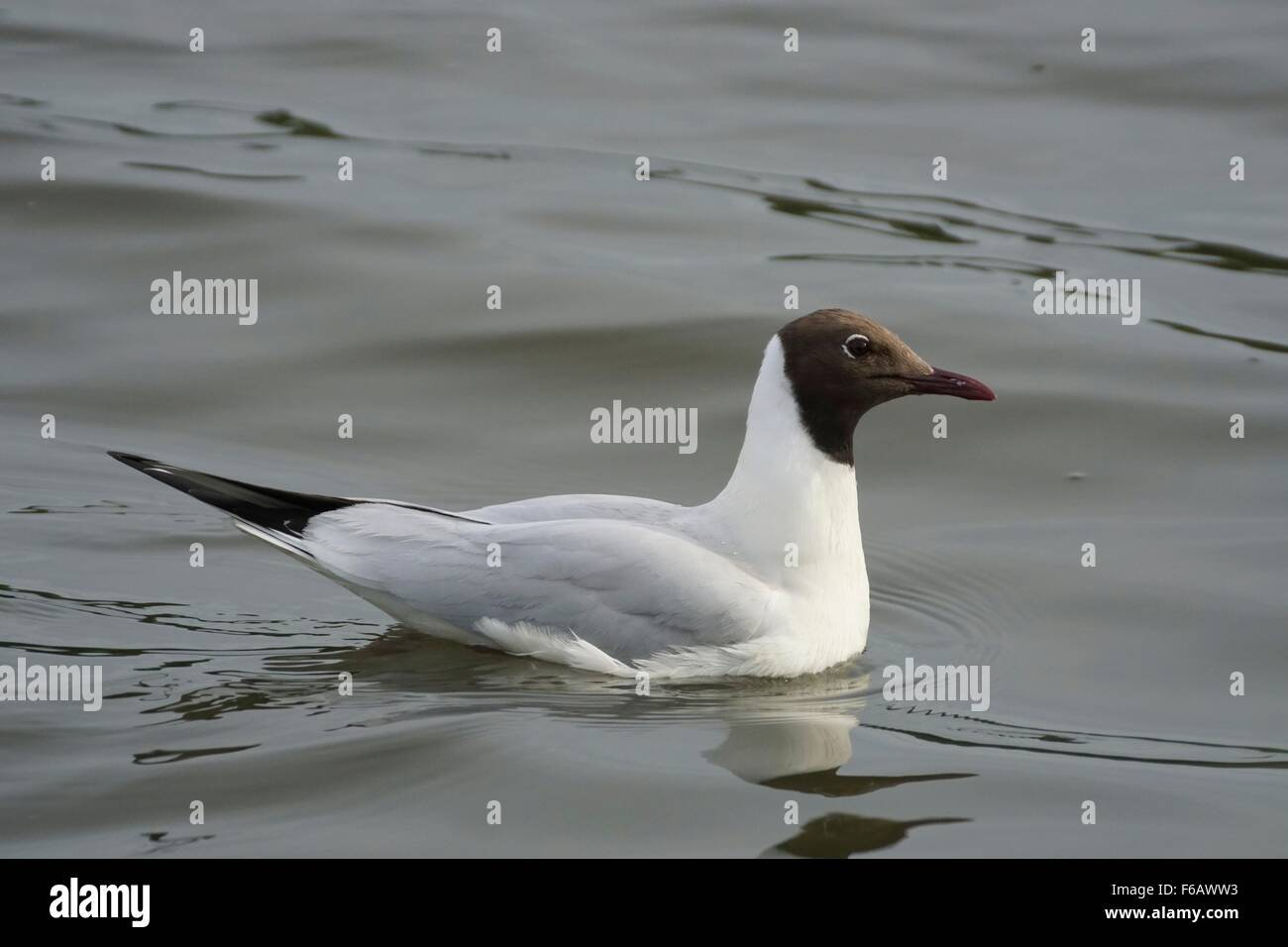 Gaviota de cabeza negra en verano, el plumaje adulto Hadston, Northumberland, Inglaterra, Reino Unido. Foto de stock