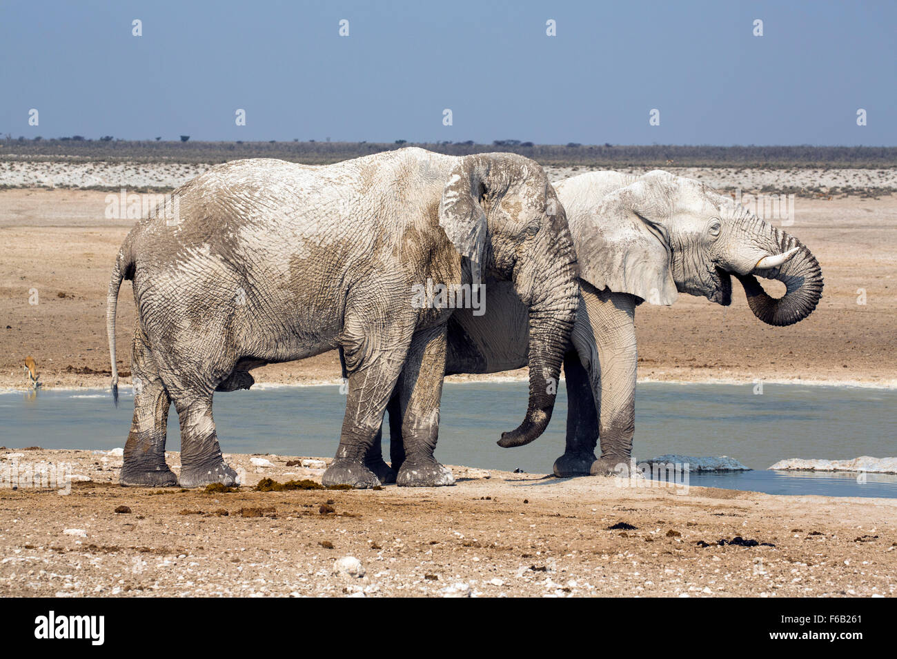 Sabana Africana waterhole, elefantes en el Parque Nacional de Etosha, Namibia, África Foto de stock