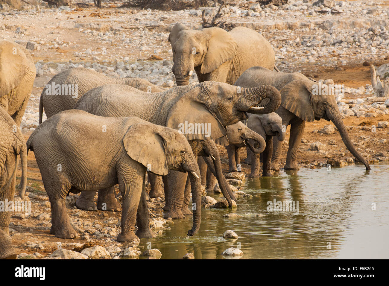 Los elefantes en la sabana africana Okaukuejo waterhole, de Etosha, Namibia, África Foto de stock