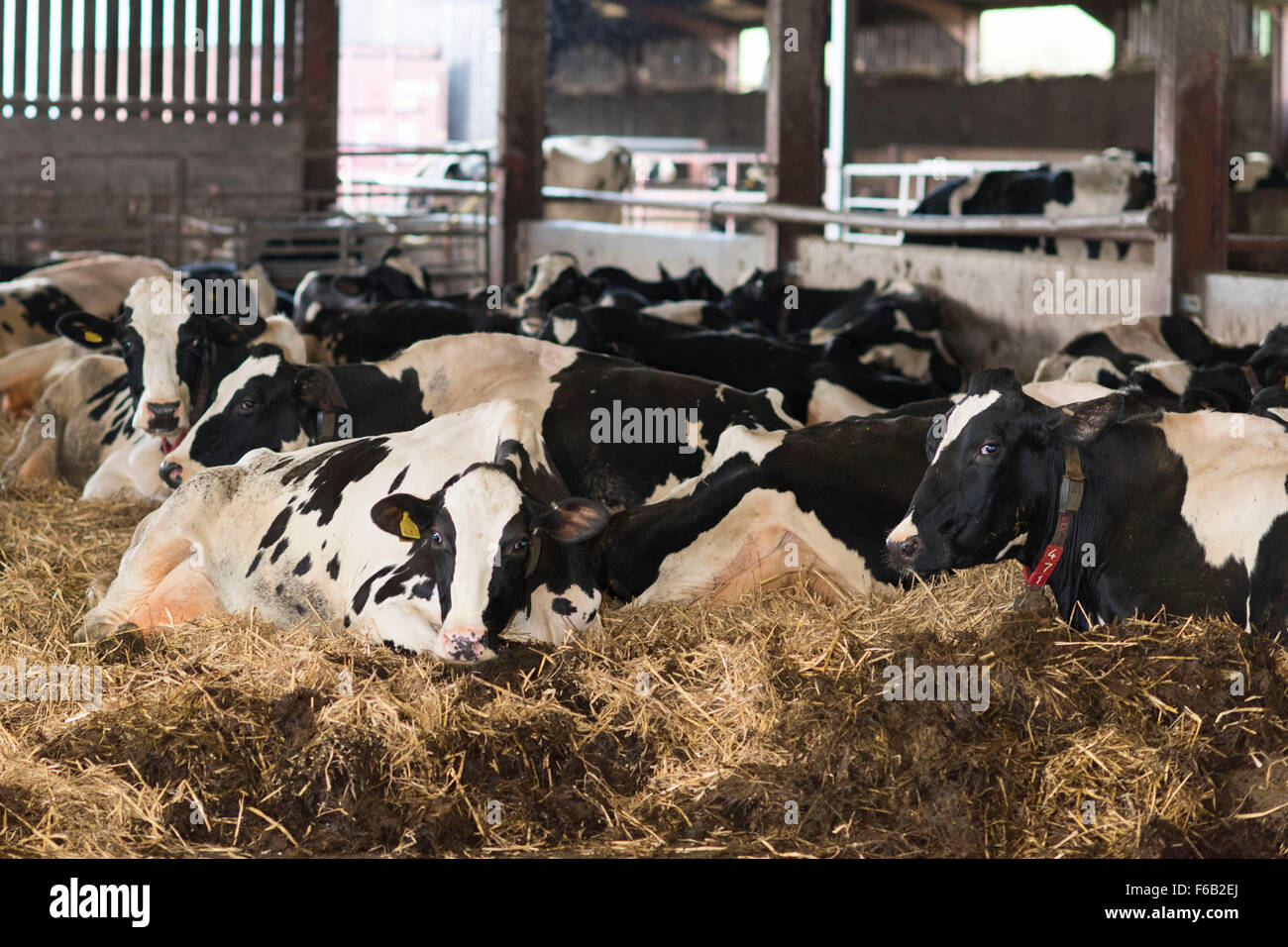 Las vacas lecheras esperando a ser ordeñadas para leche en una granja  lechera en el sur de Gales Fotografía de stock - Alamy