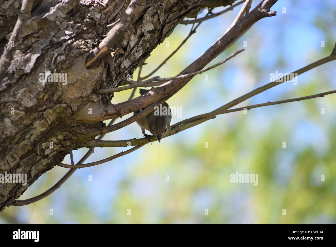 Cheeky Little Bird peeking a través de las sucursales Foto de stock