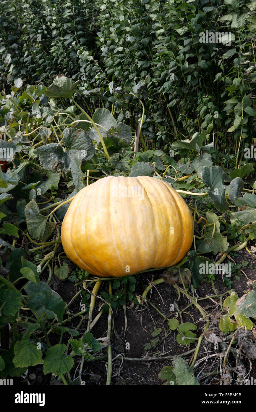 CUCURBITA. La calabaza grande MAX. Foto de stock