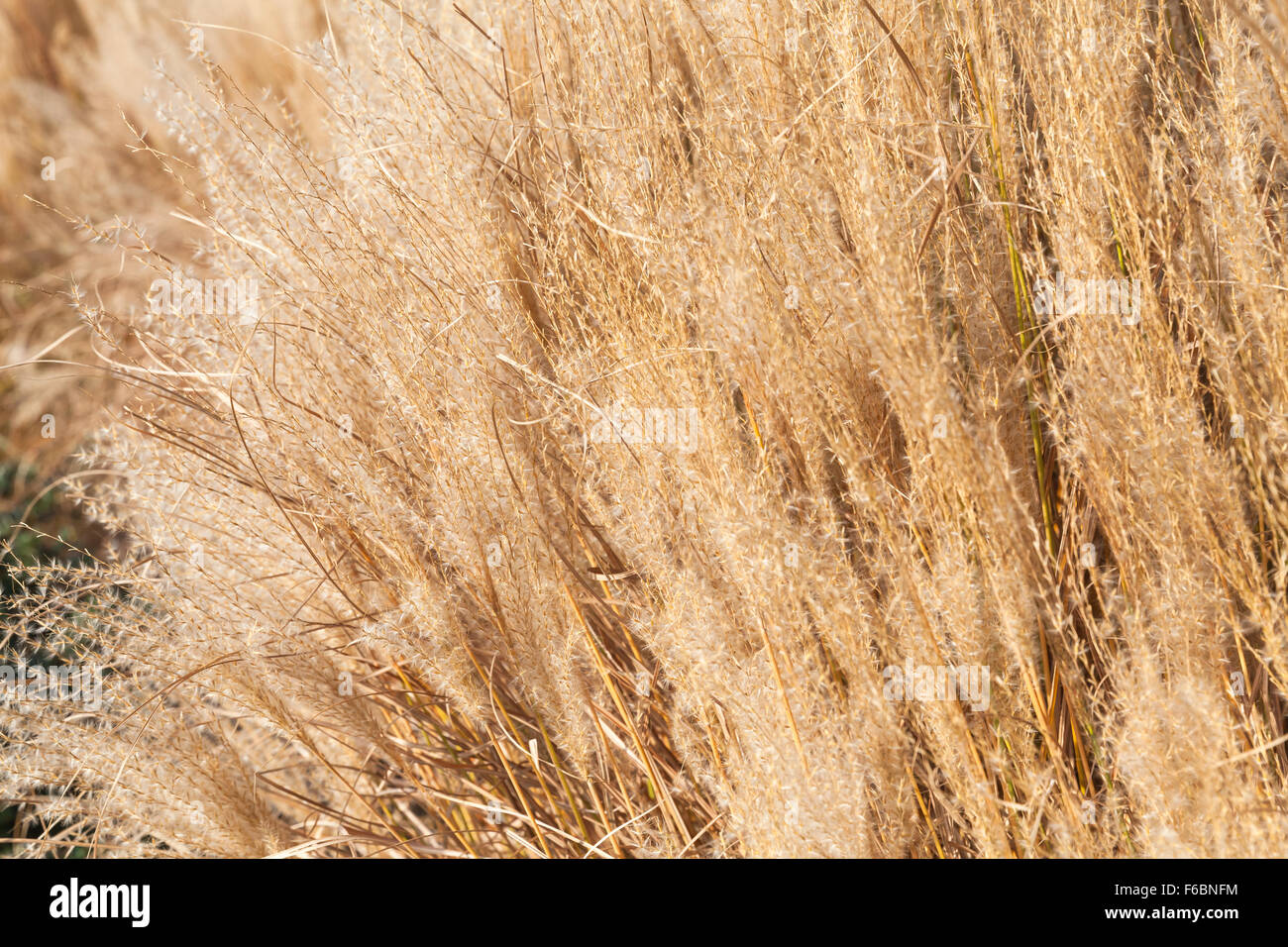 Reed suaves flores secas en el parque europeo otoñal Foto de stock
