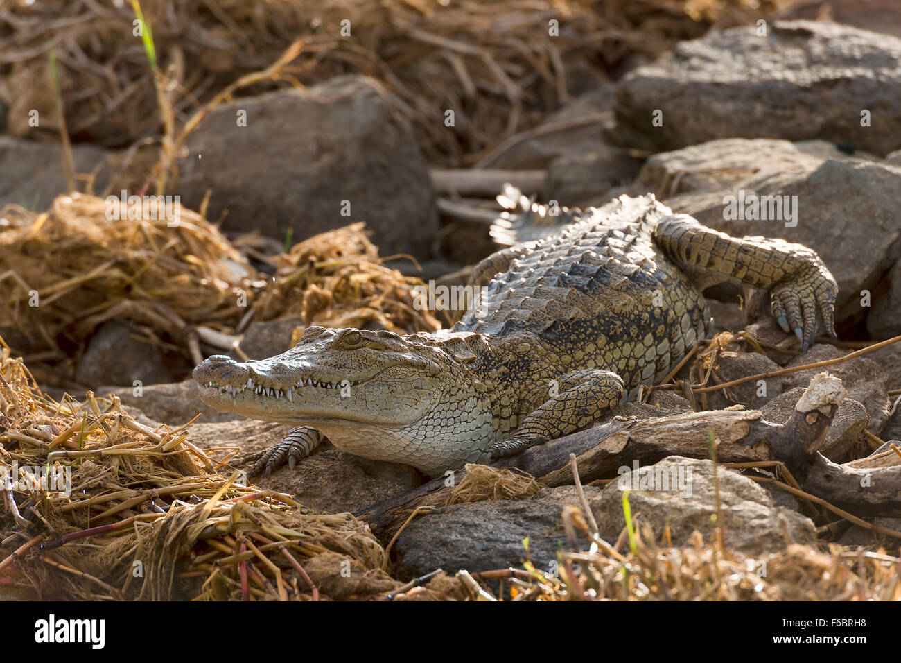 El cocodrilo del Nilo (Crocodylus niloticus) recostados sobre las rocas en la orilla, juvenil, el Lago Baringo, Kenya Foto de stock