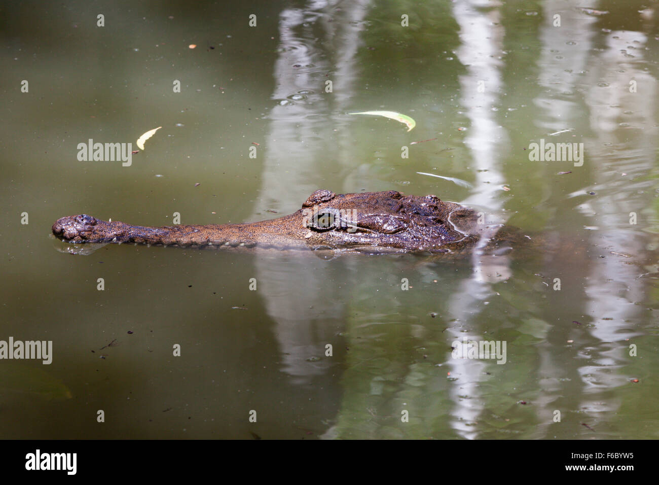 Cocodrilos de agua dulce, Crocodylus johnsoni, Queensland, Australia Foto de stock
