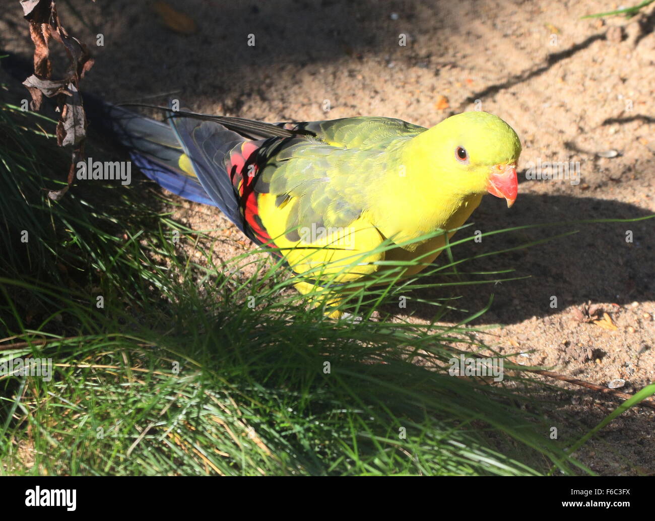 Sudoeste de Australia parrot Regent, alias Rock Pebbler perico (Polytelis anthopeplus) Caminar sobre el suelo Foto de stock