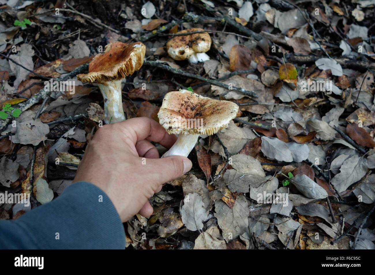 La recogida de la mano de setas silvestres, setas, toadstools toadstools, comprobación de comestibilidad, Micología, España. Foto de stock