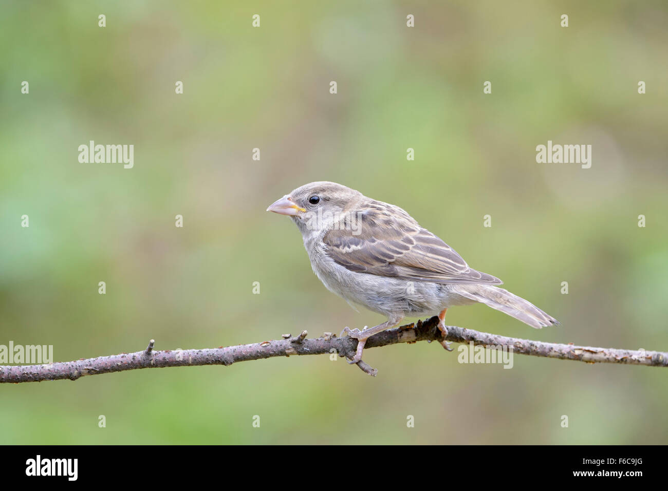Gorrión (Passer domesticus) adulto, encaramado sobre la ramita, Haute Savoie, Francia Foto de stock