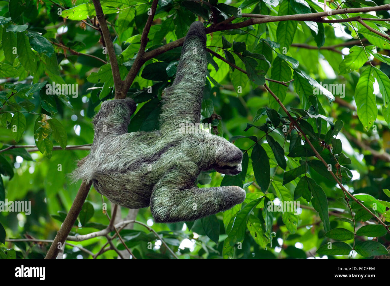 Brown-throated sloth / perezoso de tres dedos (Bradypus variegatus) forrajeando en árbol, América Central Foto de stock