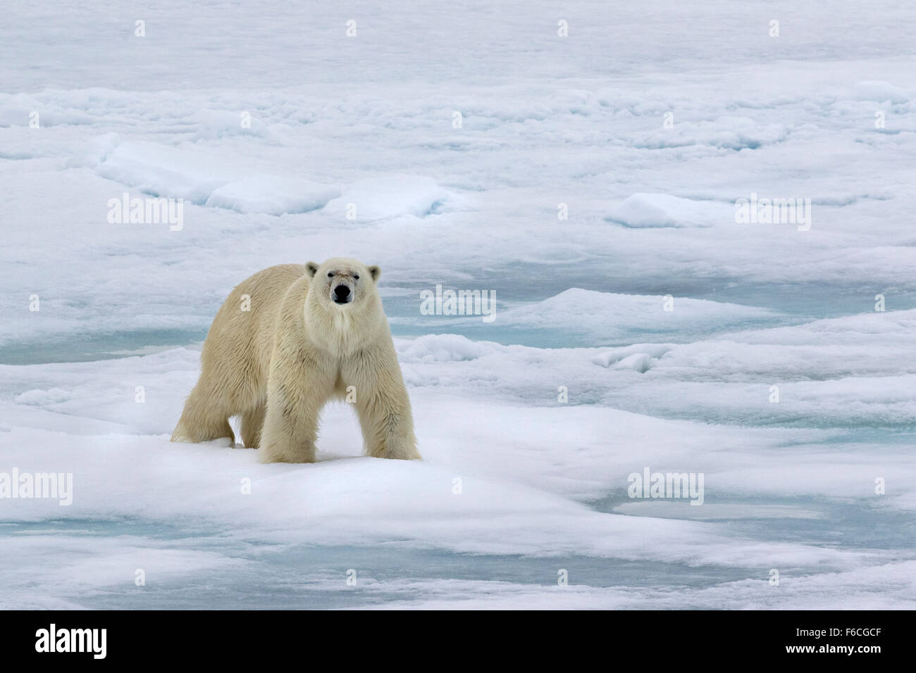 Oso Polar en hielo, Spitsbergen, Noruega / EuropeUrsus maritimus Foto de stock