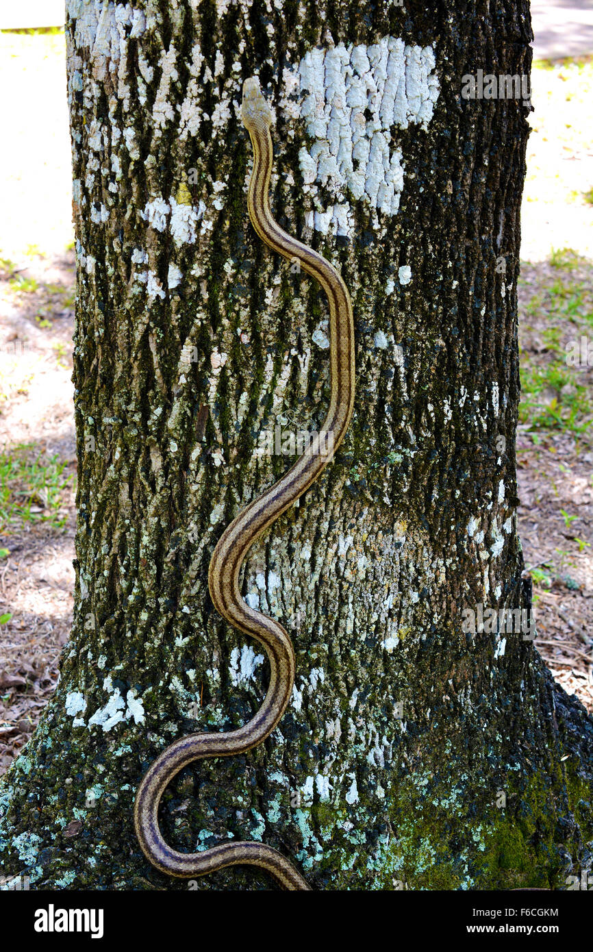 Serpiente trepadora muy venenosa fotografías e imágenes de alta resolución Alamy
