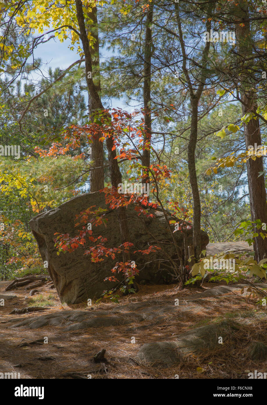 Un pequeño árbol de arce crece por debajo de neath un gigante boulder, en Algonquin Provincial Park Foto de stock