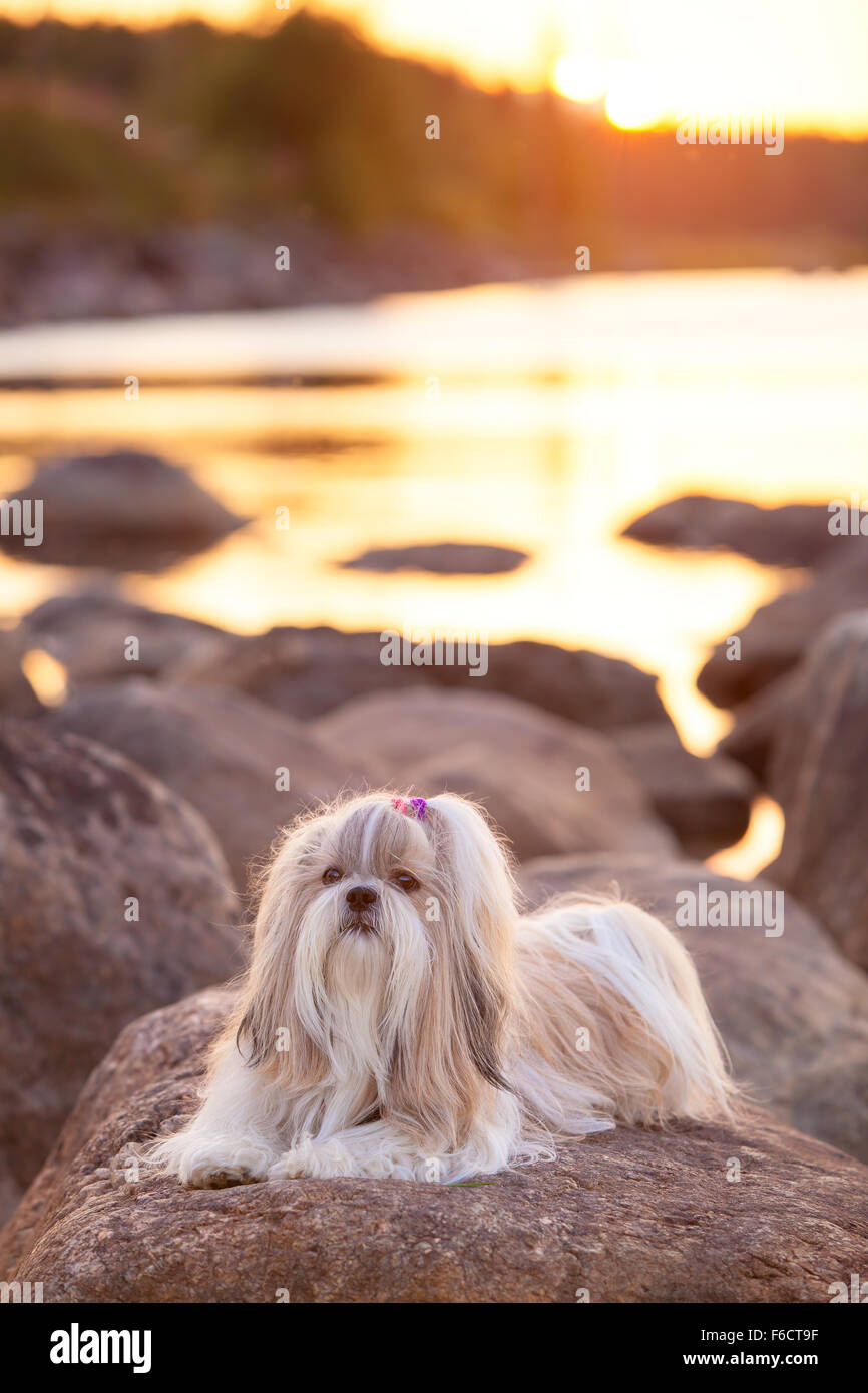 Shih-tzu perro acostado sobre la piedra de la costa del lago al atardecer la luz. Foto de stock