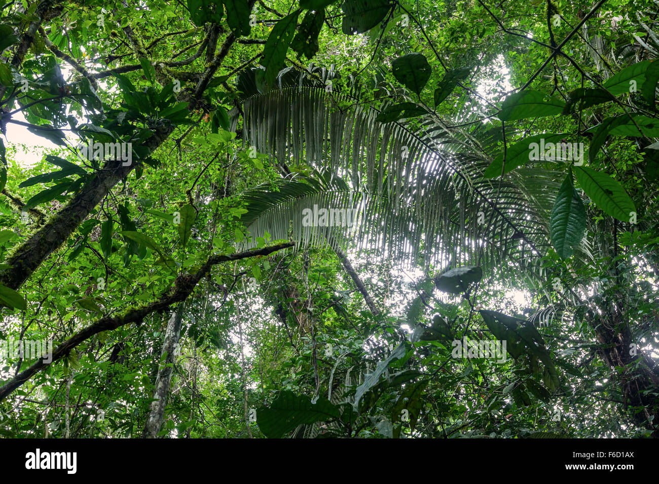 Plantas tropicales, Selva Amazónica, la Reserva Faunística de Cuyabeno Foto de stock