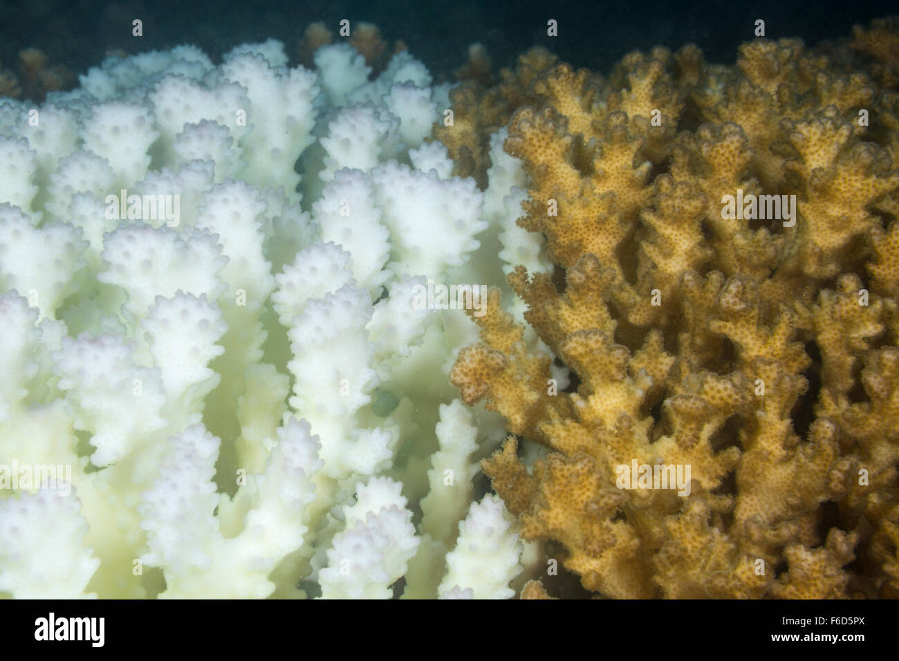El blanquimiento de los corales, La Paz, Baja California Sur, México Foto de stock