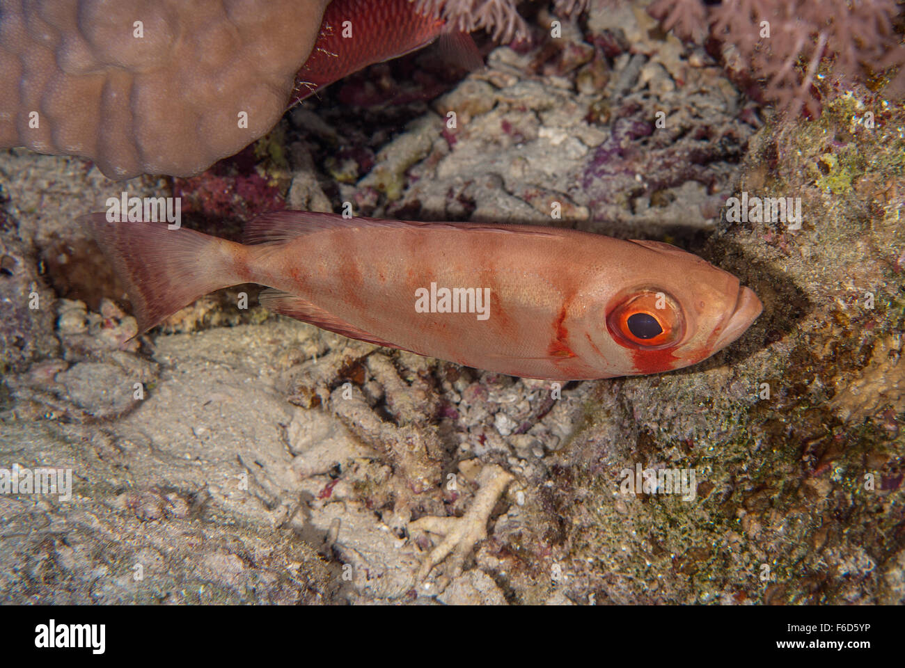 Gran Ojo de pescado (Priacanthus Priacanthidae Hamrur), Sharm el Sheikh, Mar Rojo, Egipto Foto de stock