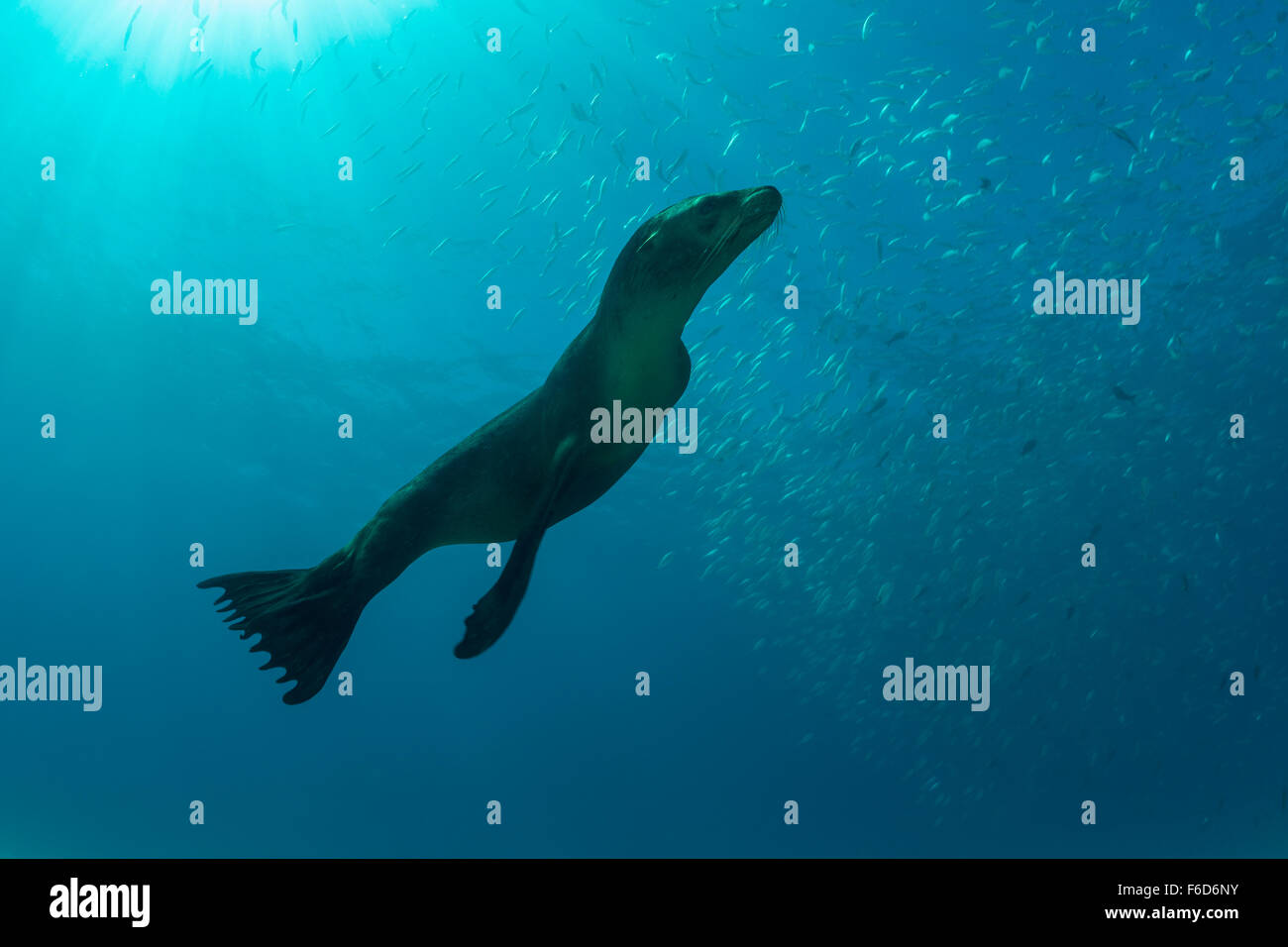 Caza de leones marinos fotografías e imágenes de alta resolución - Alamy
