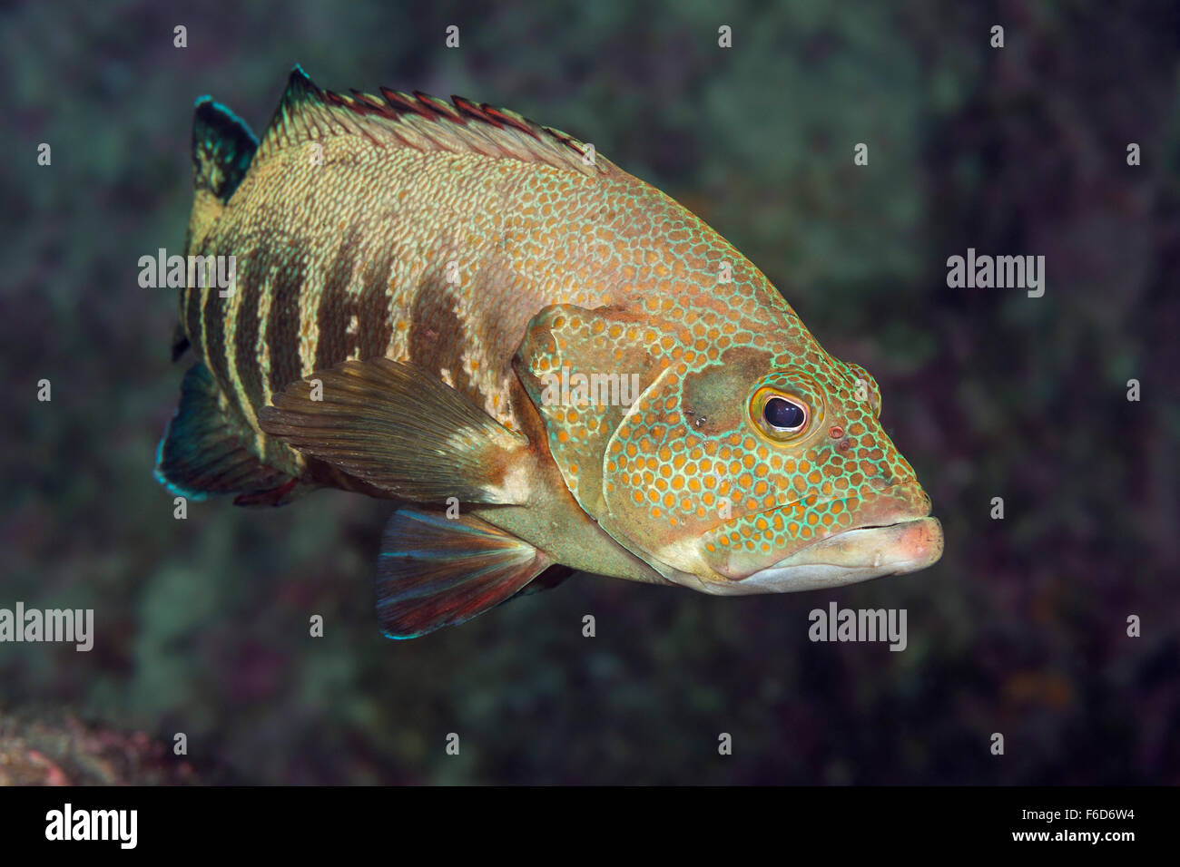 Cephalopholis panamensis fotografías e imágenes de alta resolución Alamy