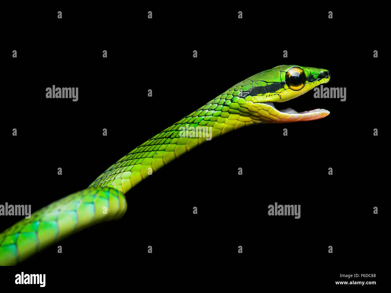Vid Cope Snake (Oxybelis brevirostris), (familia Colubridae), Chocó rainforest, Ecuador Foto de stock