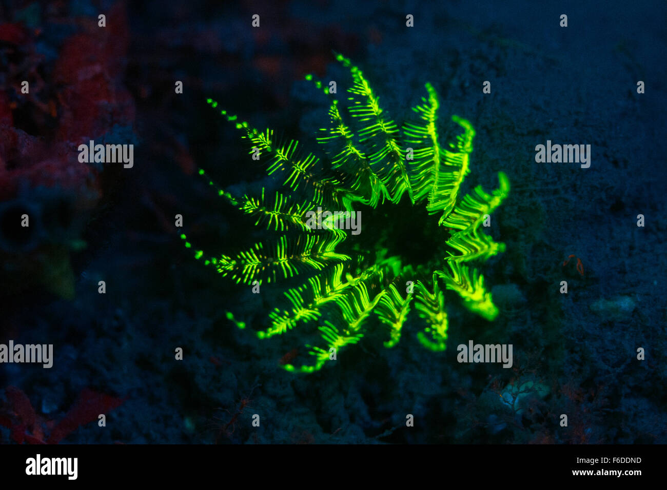 Tubo fluorescente gusano Branchiomma sp., Piran, Eslovenia Foto de stock